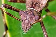 Pod-Sucking Bug (Riptortus serripes) (Riptortus serripes)